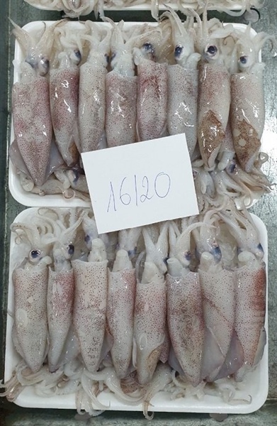 Mực trứng 1