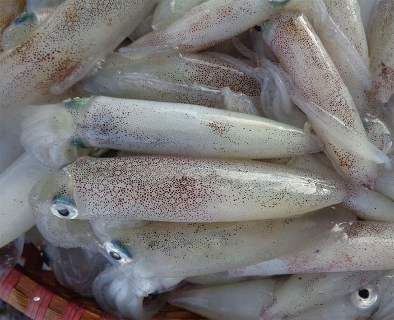 Mực trứng 2